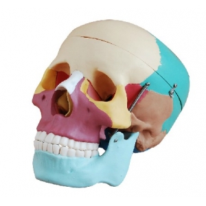 Skull with Colored Bones Joint Model XC-104C