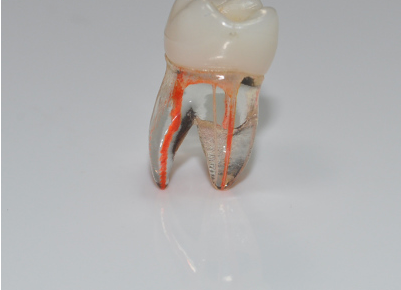 Dental Teeth Model