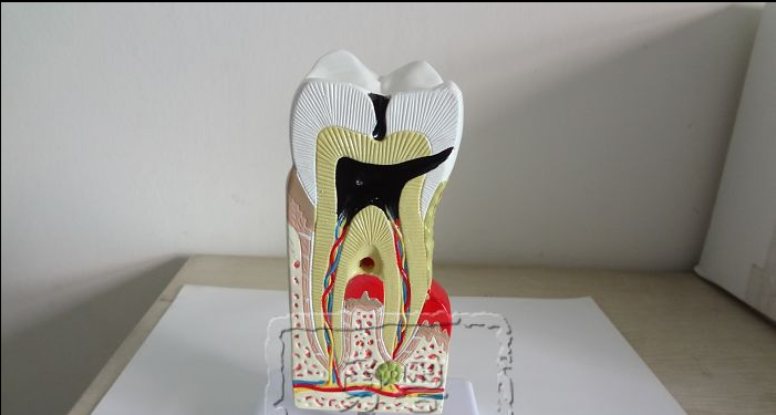 Dental Teeth Model