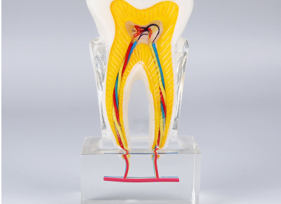 Dental Teeth Model